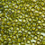 Avocado Green Transparent Plastic Pony Beads 6 x 9mm, about 100 beads