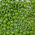 Olive Green Opaque Plastic Pony Beads 6 x 9mm